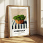 Coriander – on Striped Tablecloth, Fresh Herbs Still Life