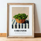 Coriander – on Striped Tablecloth, Fresh Herbs Still Life, in wooden frame leaning on the floor